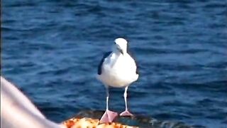 Horny BBW lifeguards fuck each other on the deck with toys - 12 image