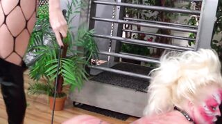 Cats in the cage lick each other - 4 image