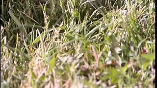 Hot girls  have sex outdoors.