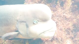 Fucking my friend with animal toys - 2 image