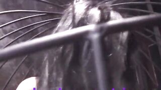 Interracial Lesbian Domination - 10 image