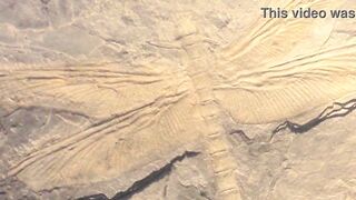 Dark Lantern Entertainment Presents 'The Dragonfly' - 7 image