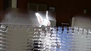 Minotaur fucks hot slutty bunny girls - 4 image