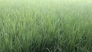 Today I took my sister-in-law to the forest and fucked her.