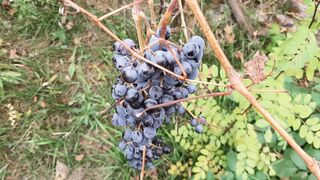 Our autumn romantic sex in a hut - Lesbian-illusion - 1 image